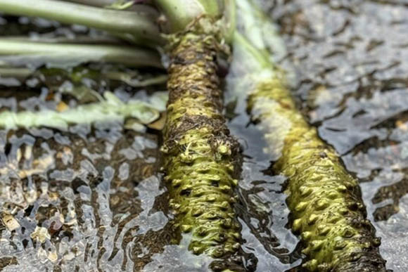 最高級の和牛には、 最高級のわさびを